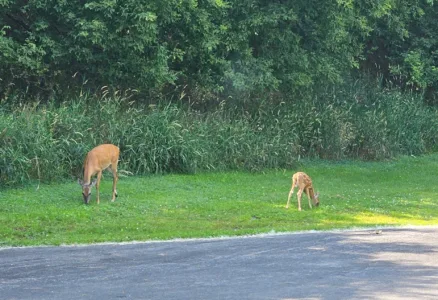 Deer are on the move